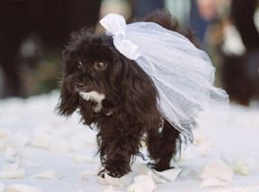 How To Include Your Dog In Your Wedding Like Amy Schumer Did