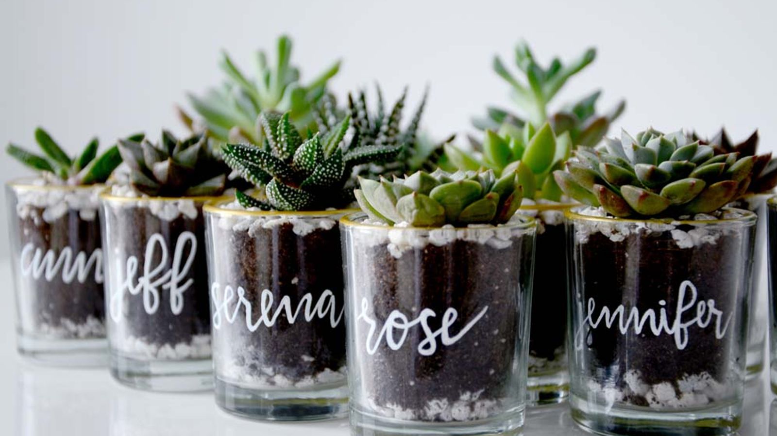 most common succulents Types of Succulents | Digital Printable Succulent Identification Chart main image 0